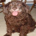 image of irish_spaniel #0