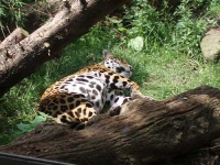 image of jaguar