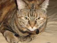 image of animal
