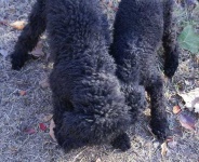image of miniature_poodle