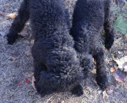 image of miniature_poodle #13