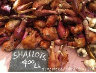 image of onion