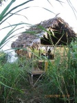image of thatch