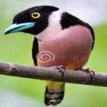 image of bird