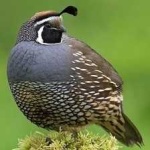 image of bird
