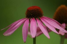 image of flower