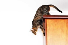 image of tabby