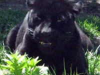image of jaguar_car