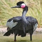 image of bird