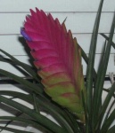 image of flower