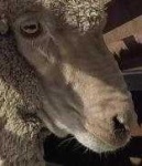 image of animal