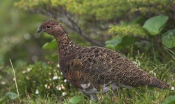 image of ptarmigan
