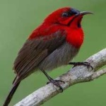 image of bird