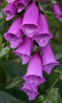 image of flower