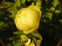 image of flower