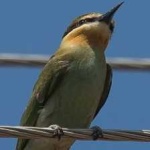 image of white_throated_bee_eater #26