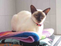 image of siamese_cat #6