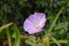 image of pelargonium #30