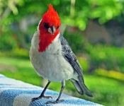 image of cardinal
