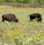 image of bison