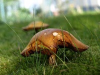 image of bolete