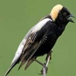 image of bird