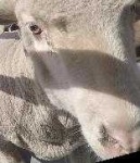 image of animal