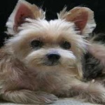 image of animal