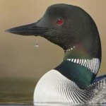 image of bird