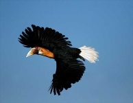 image of hornbill