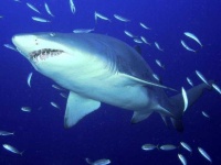 image of hammerhead