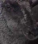 image of sheep_face #27