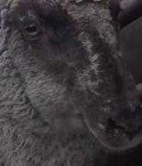 image of animal