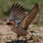 image of bird