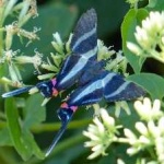 image of animal
