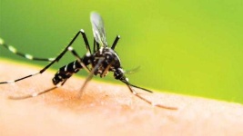image of mosquito