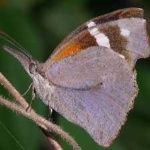 image of animal