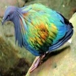image of bird