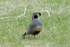 image of quail