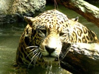 image of jaguar_car