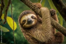 image of sloth