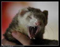 image of weasel