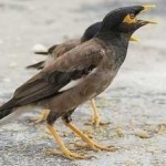 image of bird