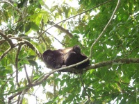 image of howler_monkey