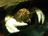 image of crayfish