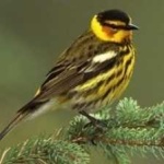 image of bird