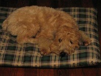 image of soft_coated_wheaten_terrier #0