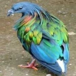 image of bird
