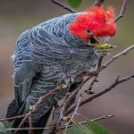 image of bird