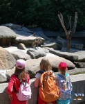 image of ibex